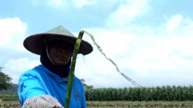 Petani Bawang Merah Gigit Jari, Gagal Panen - GenPI.co JATIM