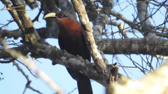 Ingin Lihat 34 Jenis Burung, Datang ke Hutan Lindung di Malang - GenPI.co JATIM