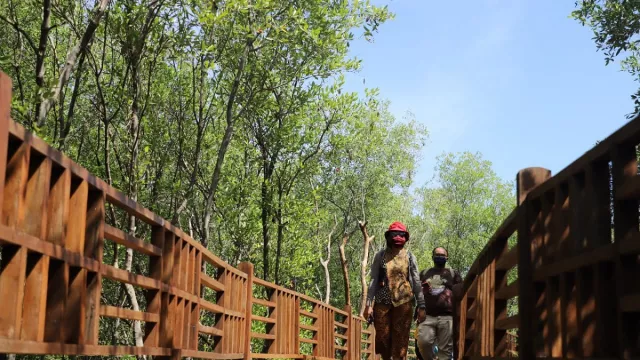 Kebun Raya Mangrove Surabaya Mulai Bersolek - GenPI.co JATIM