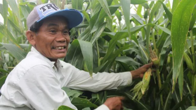 Waduh! Hama Tikus Serang Jagung Petani Tulungagung, Terancam Rugi - GenPI.co JATIM