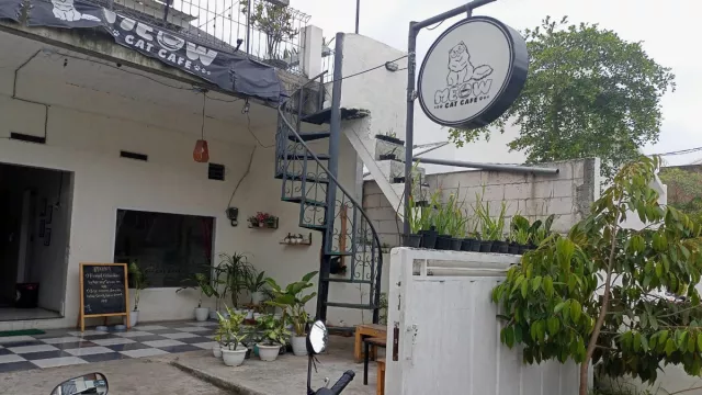 Kafe Kucing Baru Buka di Malang, Cat Lovers Merapat - GenPI.co JATIM
