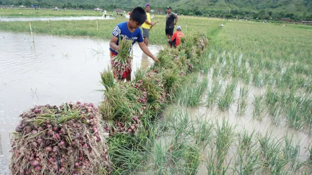 Petani Bawang Merah di Tulungagung Sedih, Sawah Terendam Banjir - GenPI.co JATIM