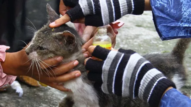 Aksi Ngawi Cats Rescue (NCR) Selamatkan Kucing Jalanan Keren - GenPI.co JATIM
