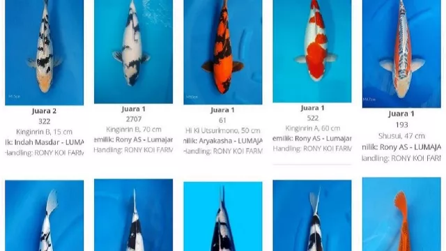 Komunitas LKC Yakin Event Tingkatkan Kualitas Budi Daya Ikan Koi - GenPI.co JATIM