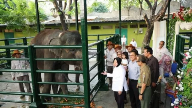 Pascakematian Dumbo, KBS Surabaya Tutup Akses ke Kandang Gajah - GenPI.co JATIM