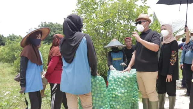 Panen Jeruk Soto, Pelanggannya dari Luar Negeri - GenPI.co JATIM