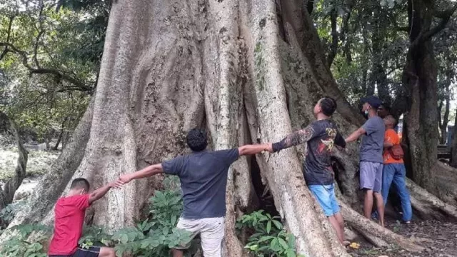 Pohon di Sendang Grogolan Bojonegoro Usianya Mencapai 100 Tahun - GenPI.co JATIM