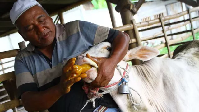 Peternak Berikan Jamu untuk Sapi, Antisipasi PMK - GenPI.co JATIM