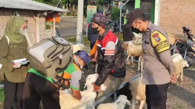 Polres Magetan Awasi Hewan Ternak, Cegah Penularan Wabah PMK - GenPI.co JATIM