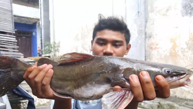 Heboh Ikan Mati Massal di Sungai Brantas, Ecoton Nyalakan Alarm - GenPI.co JATIM