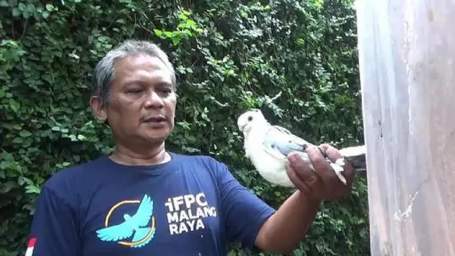 Berawal Hobi, Burung Merpati Udin Hasilkan Cuan Jutaan Rupiah - GenPI.co JATIM
