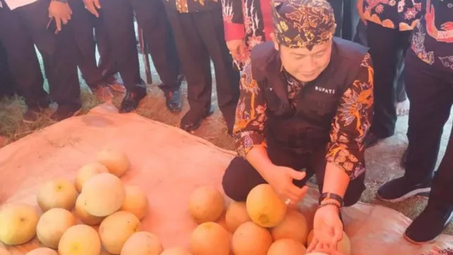Pemkab Lamongan Panen Melon, Solusi Lahan Petani Tetap Produktif - GenPI.co JATIM