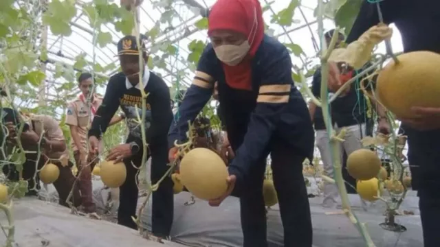 Melon Golden Jadi Primadona di Madiun, Petani Siap Banjir Cuan - GenPI.co JATIM
