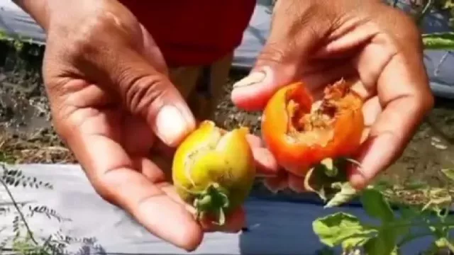 Petani Tomat di Madiun Merugi Jutaan Rupiah - GenPI.co JATIM
