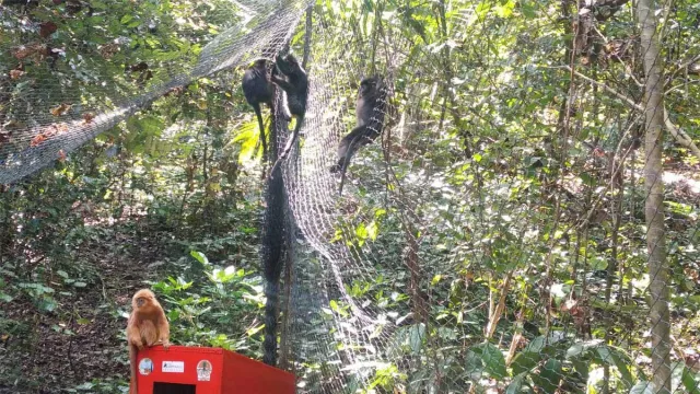 BKSDA Jatim Lepaskan 7 Ekor Lutung ke Taman Nasional Bromo - GenPI.co JATIM