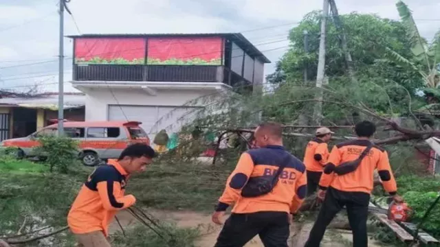 Pohon Tumbang Putus Arus Listrik 1 Kelurahan di Pamekasan - GenPI.co JATIM