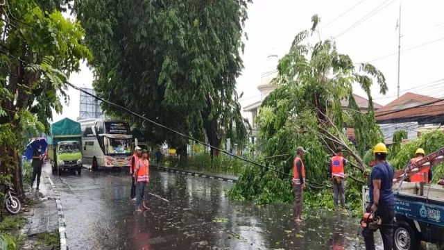 Pohon Tumbang Akibat Hujan Deras di Aloha Sidoarjo, Lalu Lintas Macet - GenPI.co JATIM