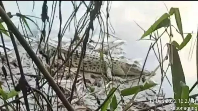 2 Ekor Buaya Muncul di Sungai Bengawan Solo, Bojonegoro, Pantau Ternak Warga - GenPI.co JATIM