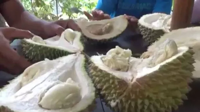Asyik! Pemkab Jombang Segera Gelar Pesta Durian, Catat Tanggalnya - GenPI.co JATIM