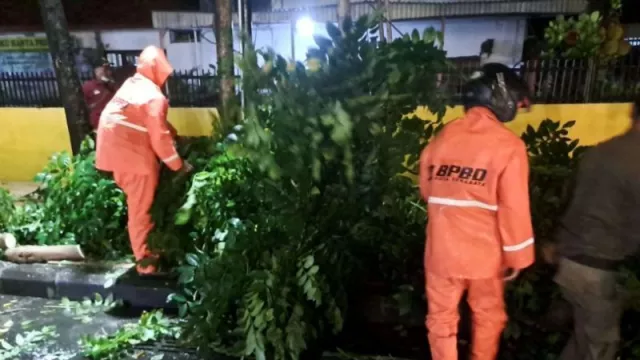 Daftar 10 Pohon Tumbang di Surabaya, Dampak Hujan Lebat Disertai Angin - GenPI.co JATIM