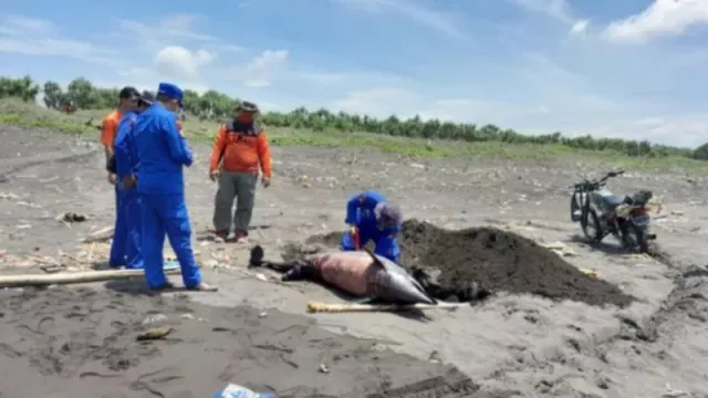 Kondisi Terkini Lumba-lumba 60 Kg Terdampar di Pantai Selatan Jember - GenPI.co JATIM