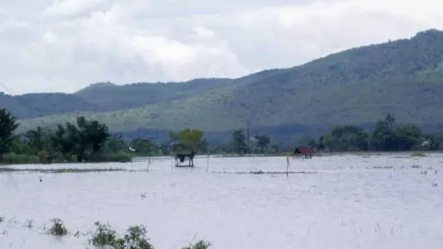 Ratusan Hektare Sawah di Situbondo Terendam Banjir, Petani Rugi Jutaan Rupiah - GenPI.co JATIM