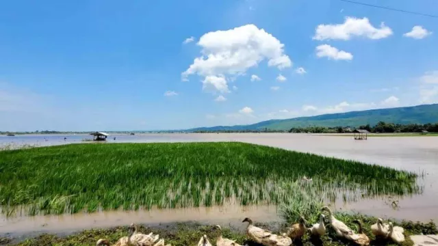 Ratusan Hektare Sawah Terendam Banjir di Situbondo - GenPI.co JATIM