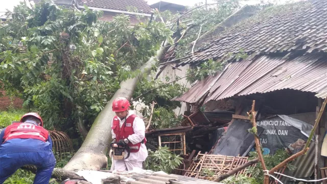 Hujan Deras di Kota Malang Sebabkan Pohon Tumbang, Waspada - GenPI.co JATIM