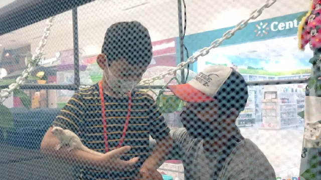 Komunitas ISGA-SGS Surabaya Bagikan Tips, Pencinta Sugar Glider Wajib Simak - GenPI.co JATIM