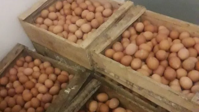 Susah Didapat, Harga Telur Ayam di Malang Naik jadi Sebegini - GenPI.co JATIM