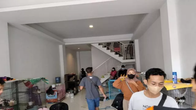 Adopsi Kucing Terlantar di Ruko Surabaya Tak Bisa Sembarangan - GenPI.co JATIM