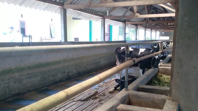 Duh, Produksi Susu Sapi di Malang Merosot Tajam - GenPI.co JATIM