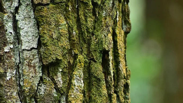 Bukan Kaleng-Kaleng, Ini 6 Manfaat Ekstrak Kulit Kayu Pinus - GenPI.co JOGJA
