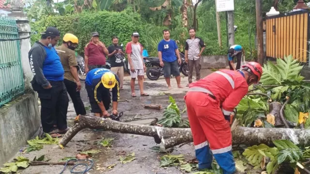 Hujan Disertai Angin Kencang di Sleman, Pohon dan Baliho Tumbang - GenPI.co JOGJA