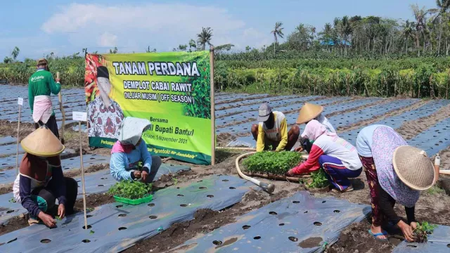 Melihat Peluang, Petani Bantul Tanam Cabai di Awal Musim Hujan - GenPI.co JOGJA