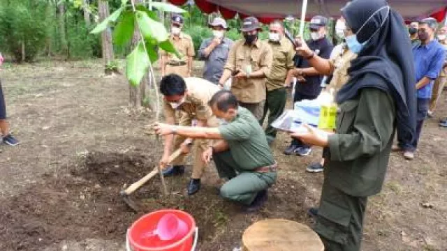Keraton Yogya dan Pemkab Gunungkidul akan Hijaukan Hutan Tahura - GenPI.co JOGJA