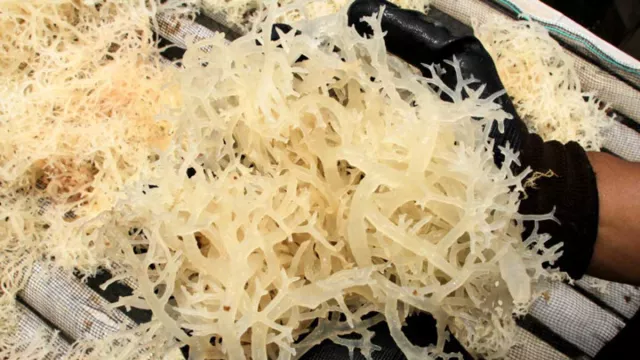 Rasanya Unik, Rumput Laut juga Miliki Khasiat Menakjubkan - GenPI.co JOGJA