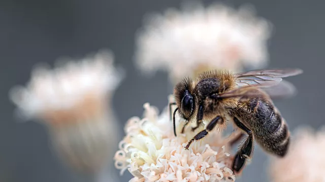 Terapi Sengat Lebah, Ini Manfaat dan Efek Sampingnya untuk Tubuh - GenPI.co JOGJA