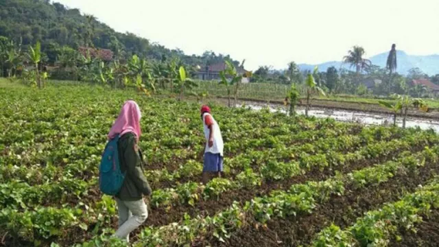 Daun Ubi Jalar Khasiatnya Ajaib! Wanita Pasti Suka - GenPI.co JOGJA