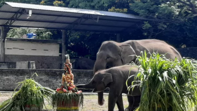 Seru! Bayi Gajah Si Arinta di GL Zoo Yogyakarta Rayakan Ultah - GenPI.co JOGJA