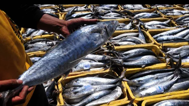 Khasiat Makan Ikan Tenggiri Tokcer! Semua Pasti Suka - GenPI.co JOGJA