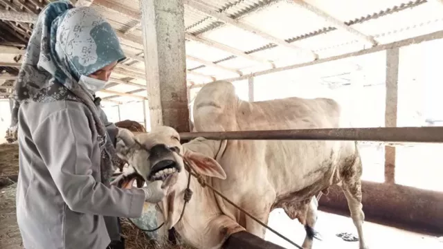 Waduh, 52 Hewan Ternak di Sleman Mati Usai Terpapar PMK - GenPI.co JOGJA