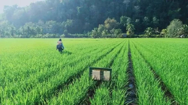 Pertanian Tergerus, DPRD Yogyakarta Usul Beli Tanah Luar Kota - GenPI.co JOGJA