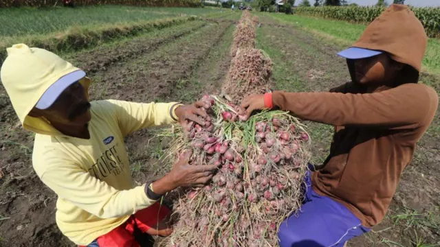Untung Banyak! Petani Kulon Progo Panen Raya Bawang Merah - GenPI.co JOGJA