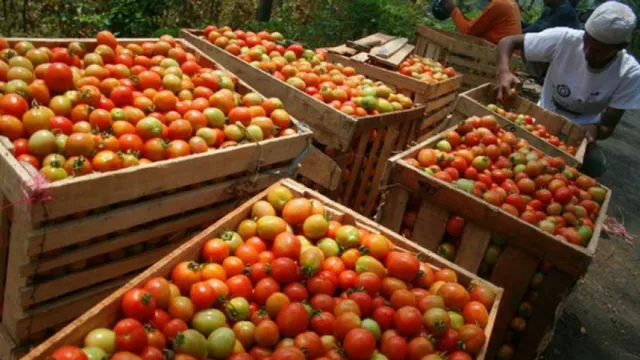 Pasokan Sayur ke Yogyakarta Menurun Jelang Akhir Tahun - GenPI.co JOGJA