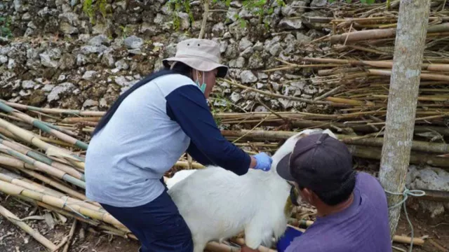 22 Orang di Gunungkidul Diambil Sampel Darah untuk Deteksi Antraks - GenPI.co JOGJA