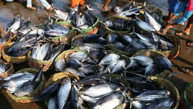 Tempat Lelang Ikan Berbasis Wisata Akan Dibangun di Kulon Progo - GenPI.co JOGJA