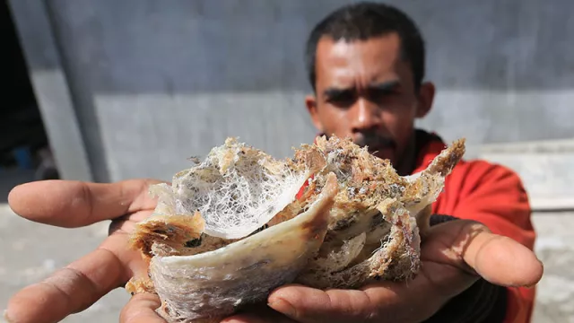 Sarang Walet Jadi Tulang Punggung, Pajak di Bawah 25 Persen - GenPI.co KALBAR