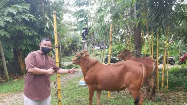 Jelang Iduladha, Sapi Kurban di Pontianak Naik hingga Rp 2 Juta - GenPI.co KALBAR