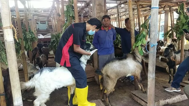 1 Ekor Kambing di Kabupaten Melawi Terjangkit PMK - GenPI.co KALBAR